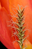 Carex dolichostachya 'Kaga-nishiki' RCP4-2015 059.JPG